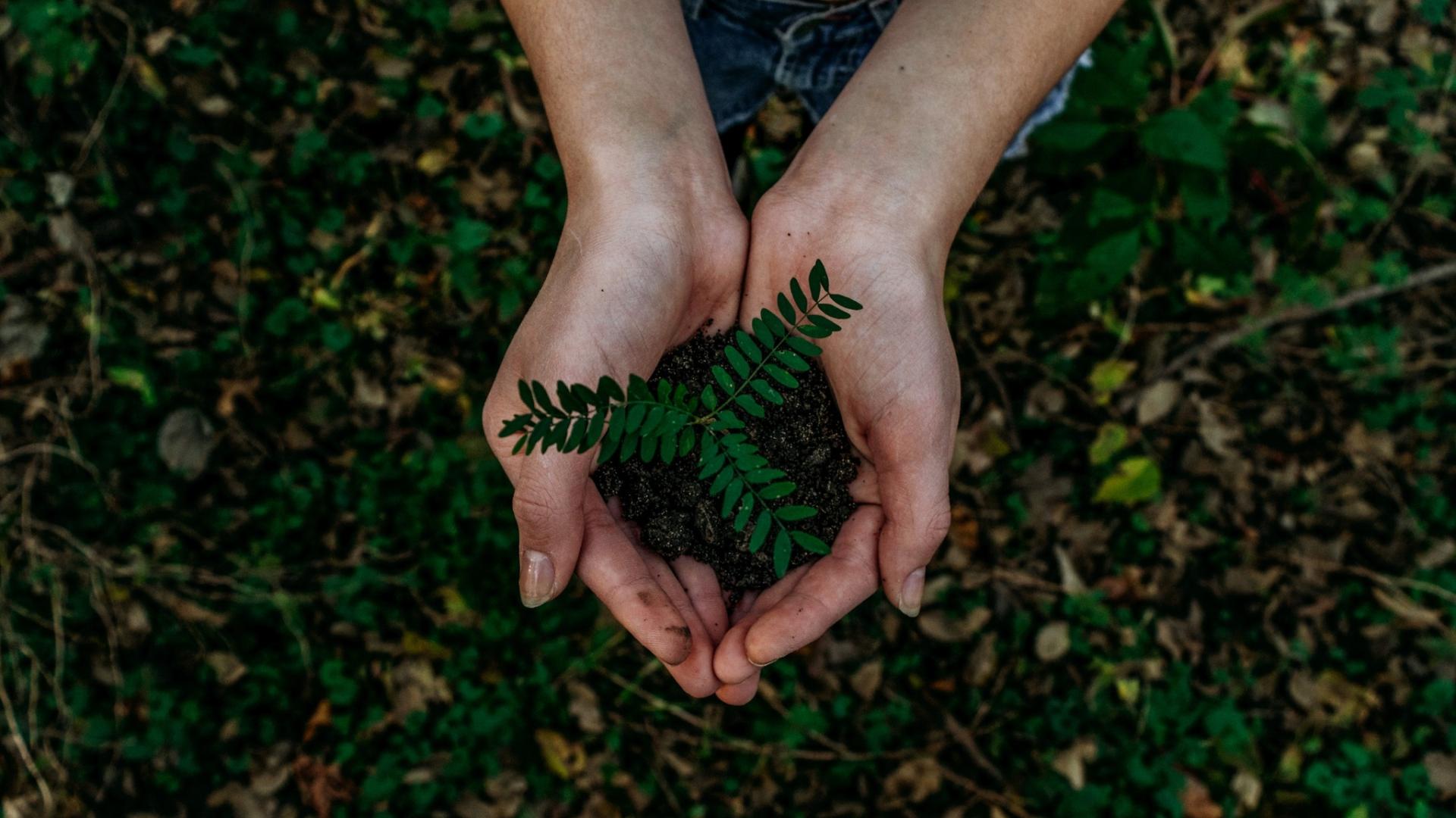 hands holding a growing sapling