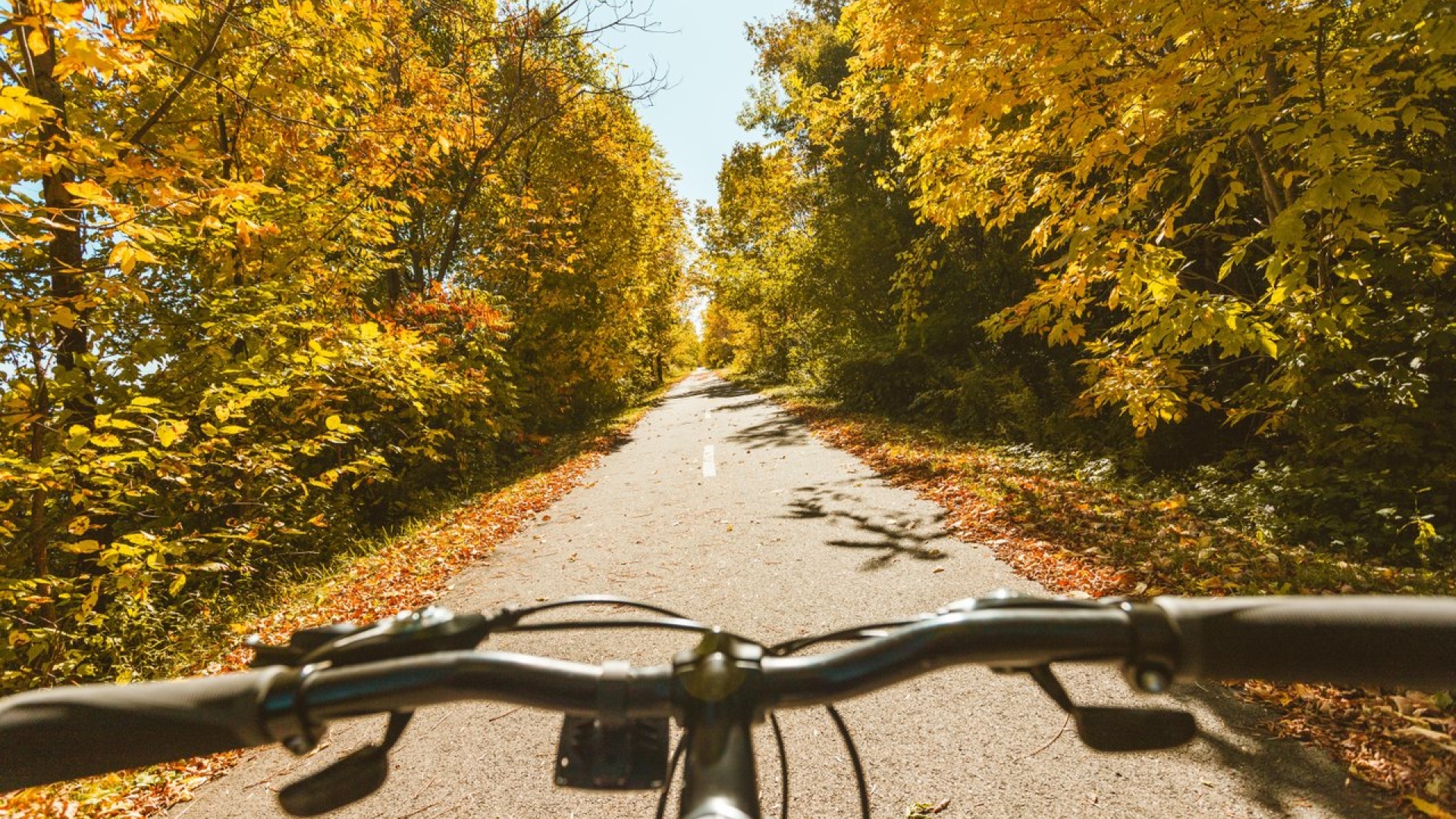 Bike handlebar with fall foliage in background