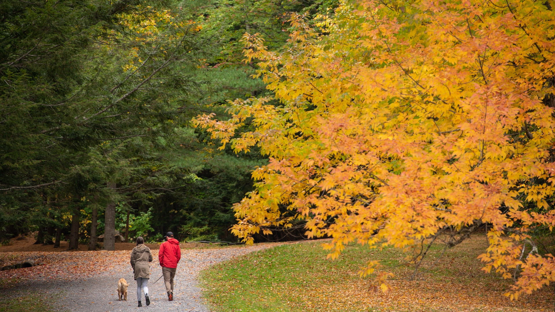 Two people walking their dog on trail during fall