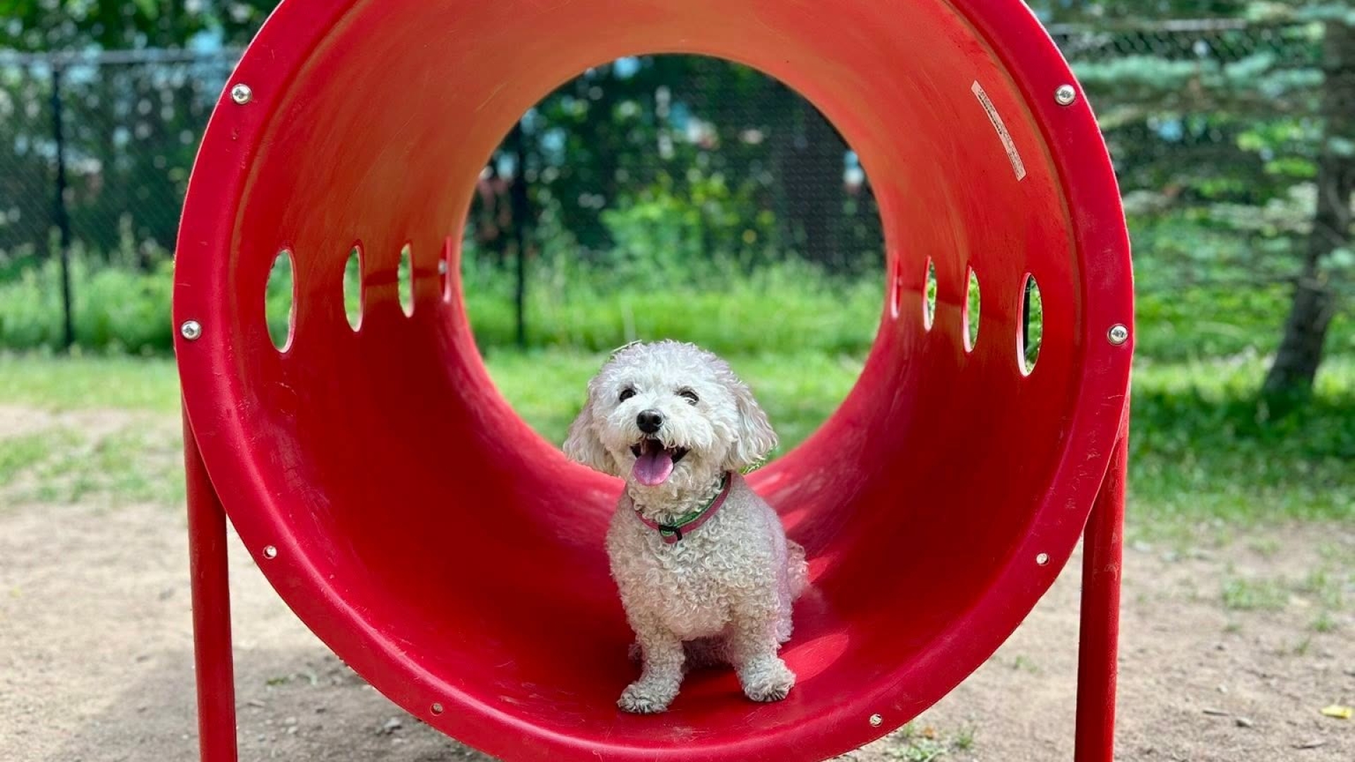Dog at dog park