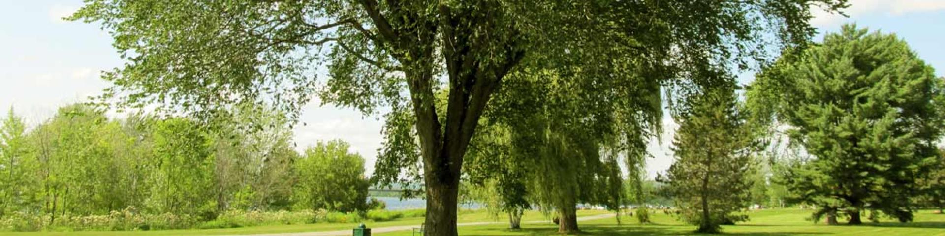 park with trees in the summer