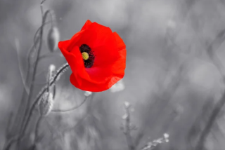 Red poppy with grey background