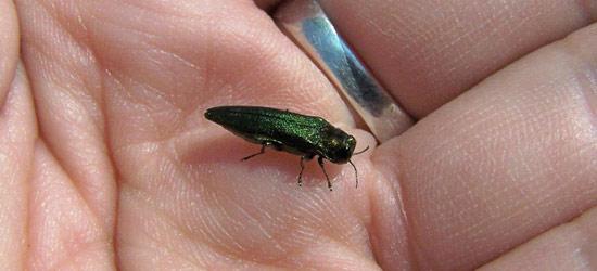 closeup of the emerald ash bore beetle in a hand