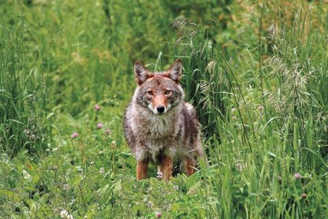 Coyote standing on green foliage.