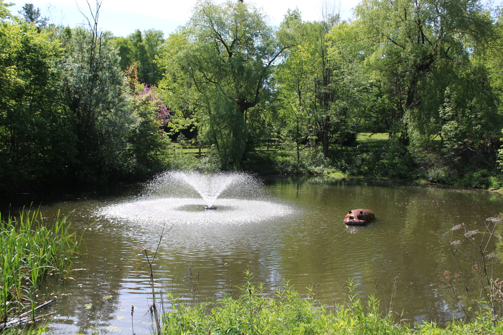 "Harold" the Hippo in Odell Park 